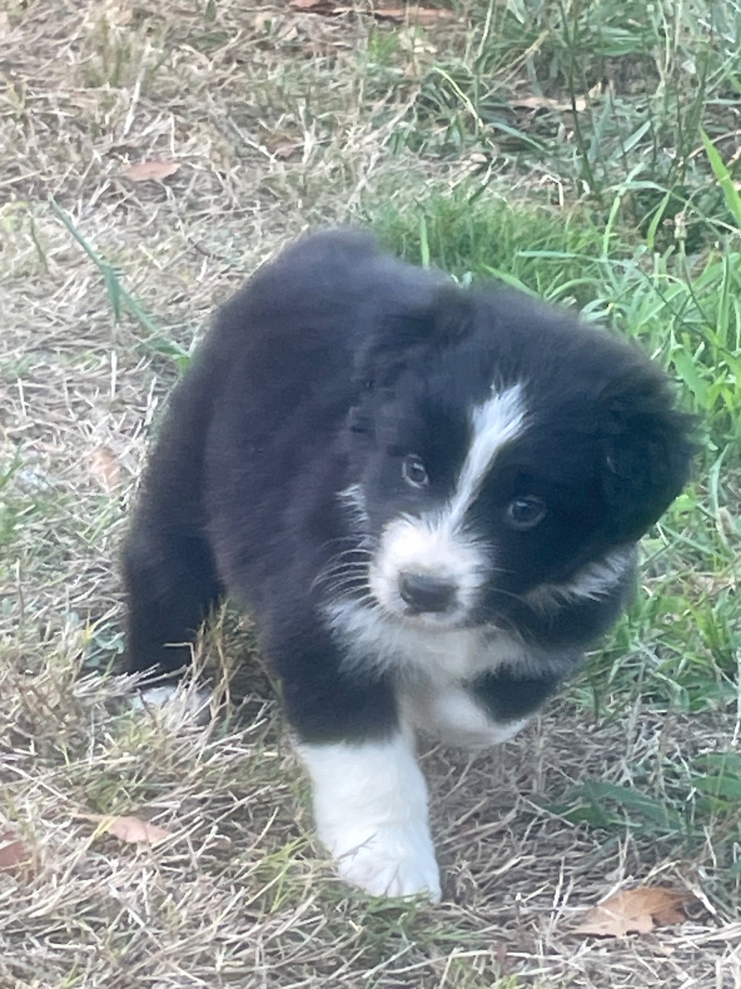 Des Lisieres De Listra - Chiots disponibles - Berger Australien