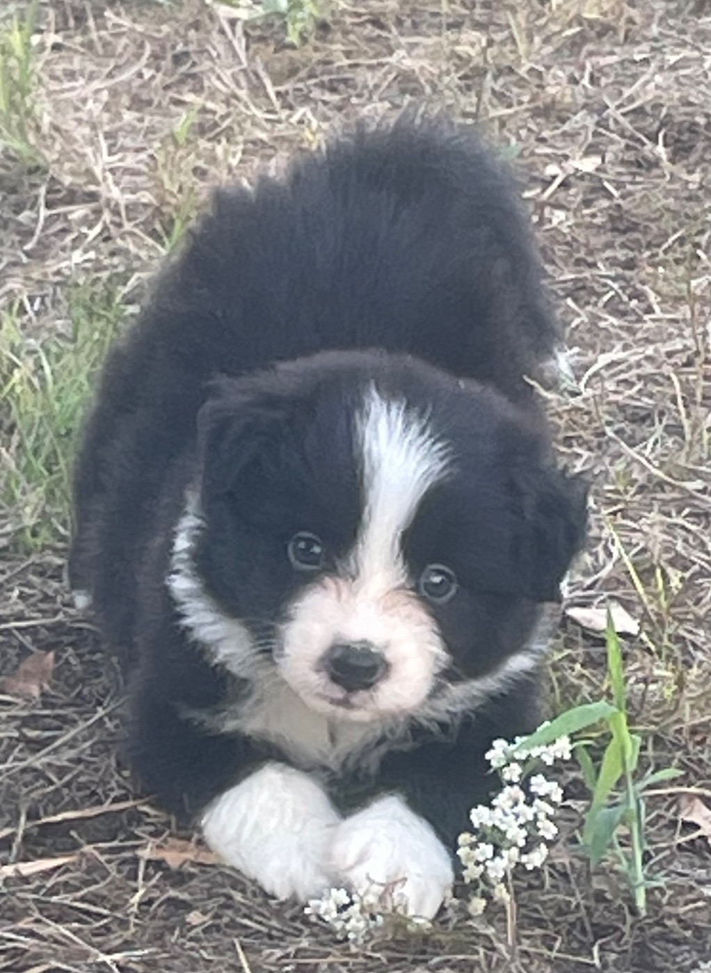 Des Lisieres De Listra - Chiots disponibles - Berger Australien