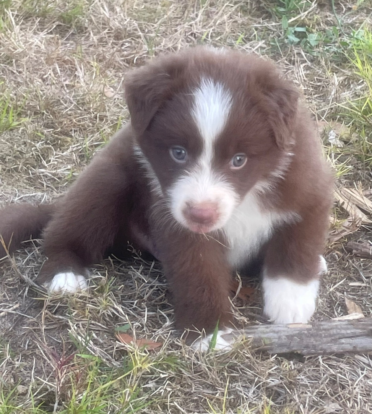Des Lisieres De Listra - Chiots disponibles - Berger Australien