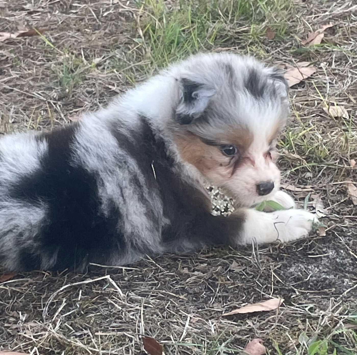 Des Lisieres De Listra - Chiots disponibles - Berger Australien