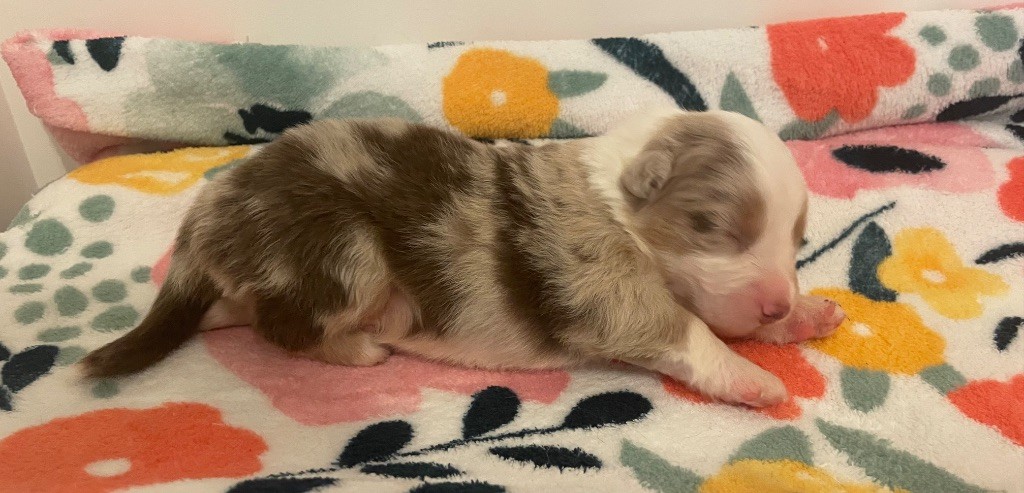 Des Lisieres De Listra - Chiots disponibles - Berger Australien
