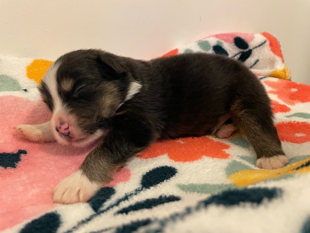 Des Lisieres De Listra - Chiots disponibles - Berger Australien
