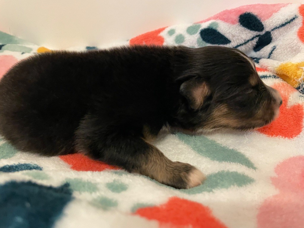 Des Lisieres De Listra - Chiots disponibles - Berger Australien