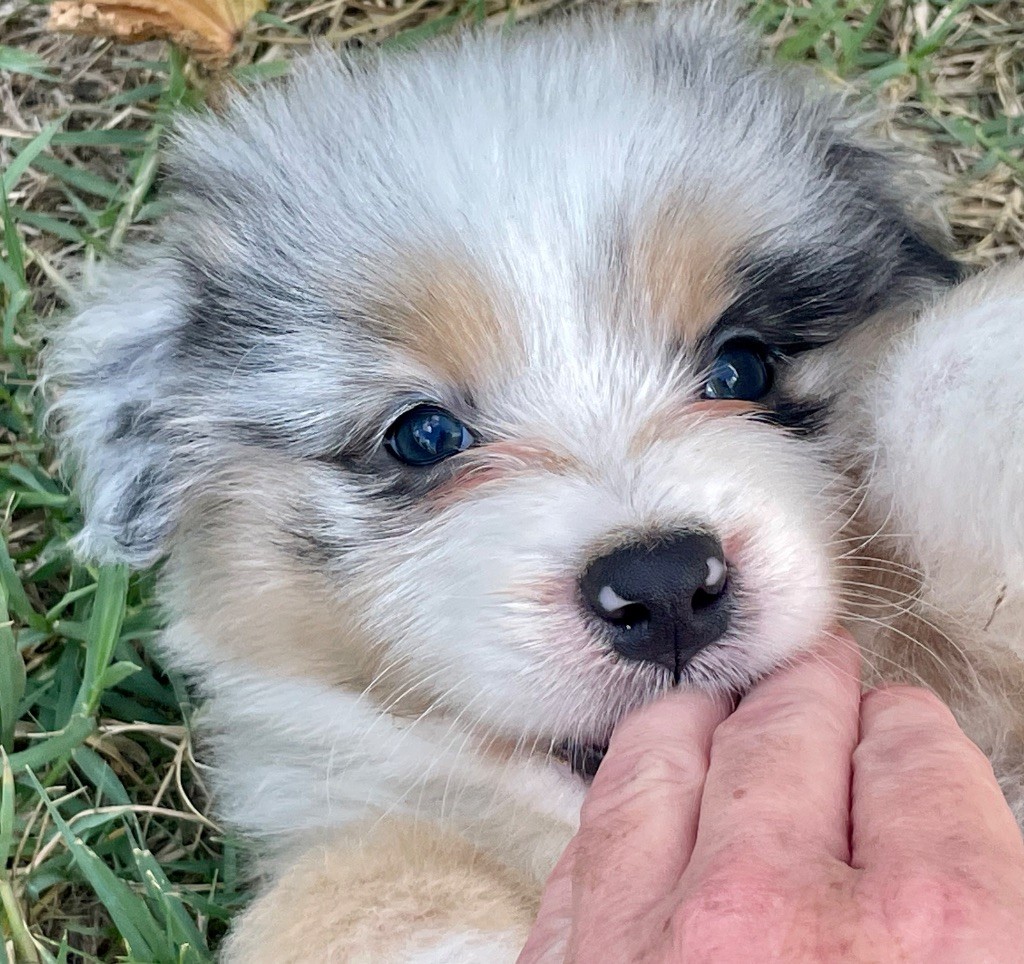 Des Lisieres De Listra - Chiots disponibles - Berger Australien