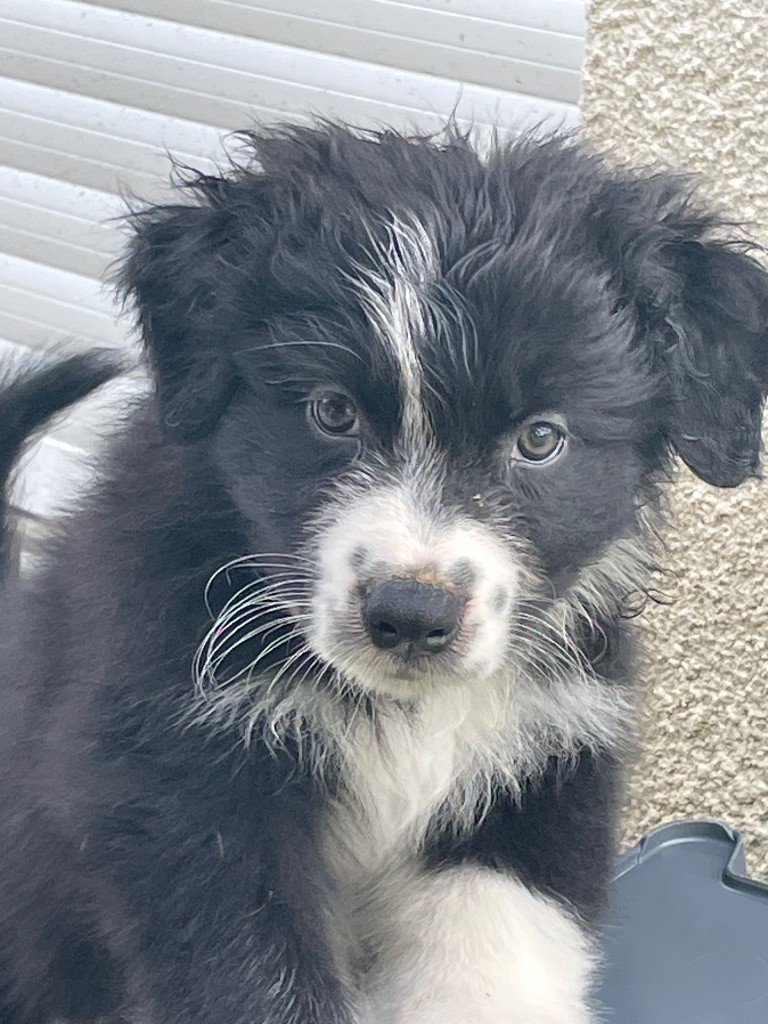 Des Lisieres De Listra - Chiots disponibles - Berger Australien