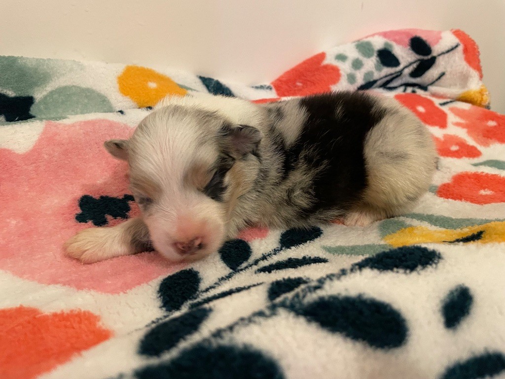 Des Lisieres De Listra - Chiots disponibles - Berger Australien